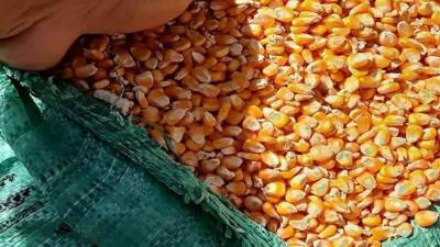 السلع التموينية تتعاقد على شراء 50 ألف طن ذرة صفراء.. لإتاحة أعلاف الدواجن