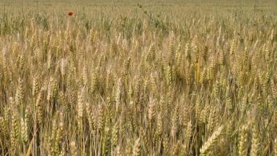 نقيب الفلاحين: زيادة سعر توريد القمح أغلق الباب على تجار السوق السوداء