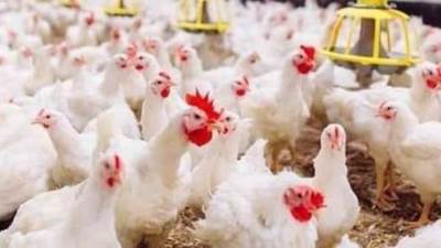 متي تنخفض أسعار الدواجن؟ .. شعبة الدواجن توضح