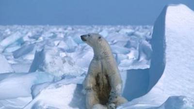 حادثة نادرة.. دب قطبى يقتل سيدة وطفلها بولاية ألاسكا الأمريكية