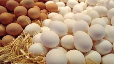 هل تنخفض أسعار البيض والدواجن بعد الإفراج عن مستلزمات الأعلاف؟ الزراعة تجيب