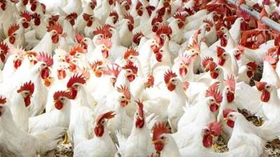 متى تنخفض أسعار الدواجن.. شعبة الدواجن تزف بشري سارة للمواطنين