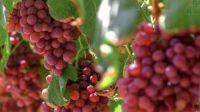 دراسة: تناول العنب يحمى البشرة من الأشعة فوق البنفسجية الضارة