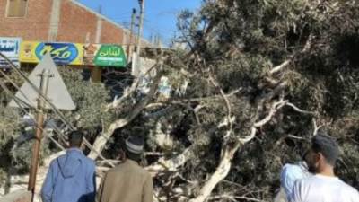 إصابة سائق توك توك إثر سقوط شجرة ضخمة بسبب الطقس السيئ بالشرقية