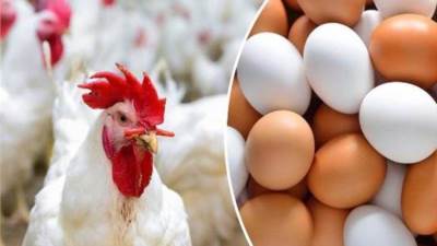 اتحاد الدواجن يكشف موعد انخفاض أسعار البيض والدواجن 