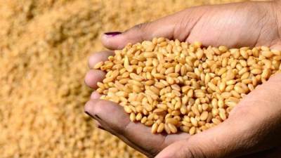 السلع التموينية تتعاقد لاستيراد 535 ألف طن من القمح الروسي