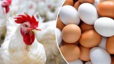 أسعار الدواجن والبيض اليوم السبت 4 فبراير 2023 في الأسواق
