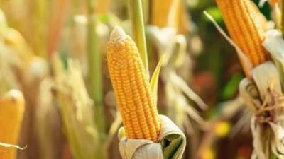 "السلع التموينية" تتعاقد على شراء 60 ألف طن ذرة مستورد