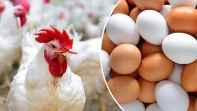 ارتفاع جديد .. أسعار الدواجن والبيض اليوم الثلاثاء 7 فبراير