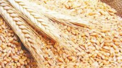 الزراعة والبحث العلمى ينظمان مؤتمر "يوم القمح القومي"