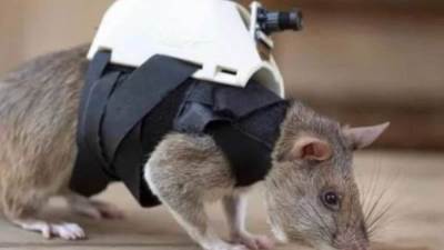 الاستعانة بفئران مدربة لإنقاذ العالقين بزلزال تركيا