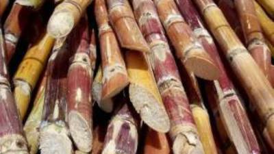 التموين: توريد القصب 2 مليون و500 الف طن وإنتاج 247 الف طن سكر