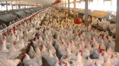 الحكومة تعفي مزارع الدواجن  من الضريبة العقارية