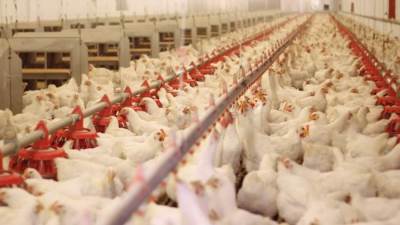 اتحاد منتجي الدواجن: إعفاء المزارع من سداد الضرائب العقارية يؤدي لانخفاض السعر