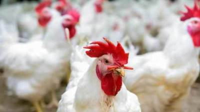 الحكومة تبحث استيراد كميات من الدواجن لسد العجز في رمضان