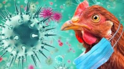 أوروجواى تعلن الطوارئ الصحية بعد الأرجنتين بسبب أنفلونزا الطيور