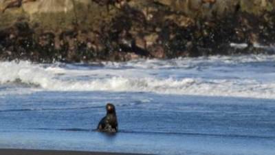 أسد البحر.. أول إصابة بإنفلونزا الطيور فى الثدييات البحرية فى تشيلى
