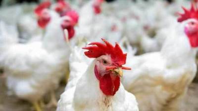 شعبة الدواجن: زيادة أسعار الأعلاف 500٪ و50٪ من المزارع توقفت عن العمل