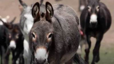 "الداخلية" تحل لغز العثور على رؤوس حمير في الشرقية