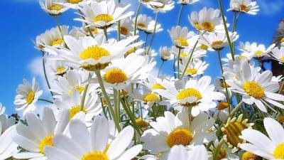 معهد الفلك: الاثنين 20 مارس بدء فصل الربيع..ومدته 92 يوما