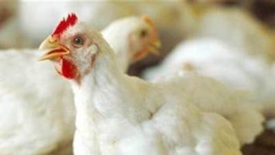 التموين: توفير كيلو الدواجن بـ65 جنيها في المجمعات الاستهلاكية