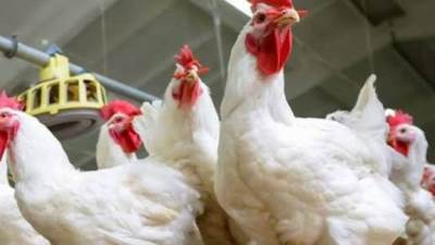 منتجي الدواجن: انخفاض أسعار الدواجن بعد شهر رمضان 