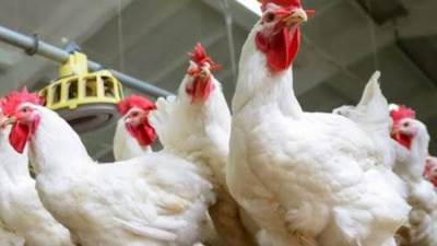 حقيقة استيراد دواجن محقونة بهرمونات تسبب العقم.. أول رد من الحكومة