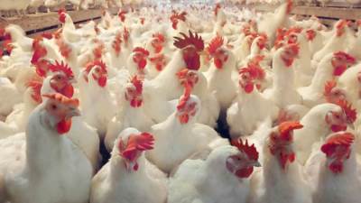 متحدث الوزراء: وافقنا على استيراد 50 ألف طن دواجن من الخارج