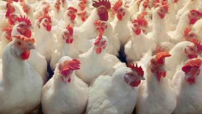 الطب البيطري: الدجاج البرازيلى مر بكافة الاختبارات ومطابق للاشتراطات الفنية