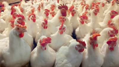 شعبة الدواجن تزف بشرى سارة للمواطنين حول أسعار الدواجن والبيض.. انخفاض 20٪