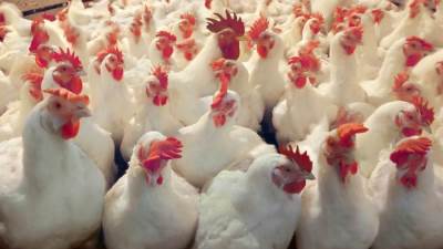 غرفة الدواجن: انخفاض الأسعار بقوة خلال الأيام المقبلة 