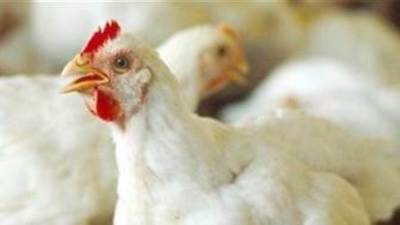 التموين: استمرار انخفاض أسعار الدواجن حتى شهر رمضان 