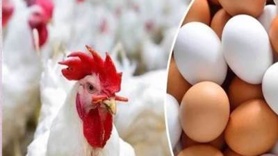 أسعار الدواجن والبيض اليوم الجمعة 3 مارس 