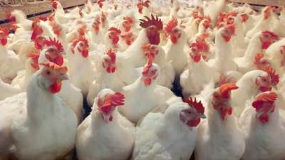 شعبة الدواجن: عودة أسعار الدواجن لما كانت عليه أمر مستحيل 