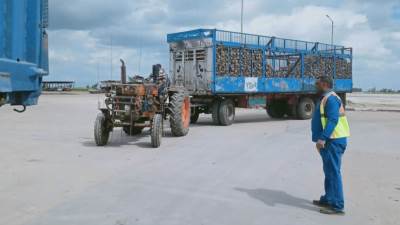 التموين توريد 40 الف طن بنجر لمصنع الدلتا بكفر الشيخ