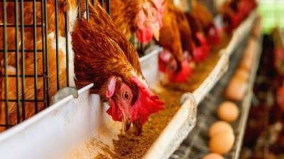 الزراعة: الإفراج عن 2.8 مليون طن أعلاف بتكلفة تقترب 1.5 مليار دولار