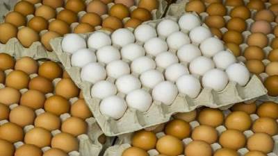 الزراعة: سعر كرتونة البيض في منافذ الوزارة ب94 جنيها