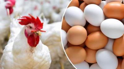 ارتفاع أسعار الدواجن اليوم الجمعة 10 مارس