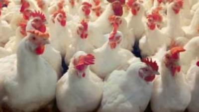 شعبة الدواجن: سعر الكيلو من المفترض أن يصل لـ75 جنيها كحد أقصى