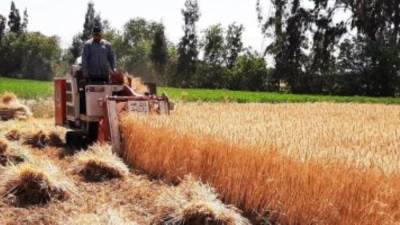 الزراعة تحذر المزارعين من رى محصول القمح اليوم