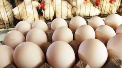 أسعار البيض تسجل 96 جنيه للكرتونة في الأسواق اليوم الأربعاء