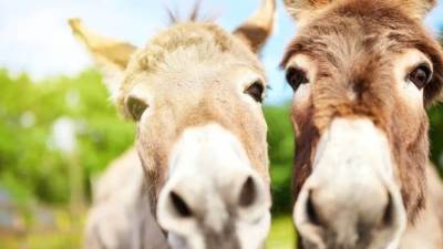 مسلوخة ومنزوعة الكبد.. العثور على 25 حمارا مذبوحا في الغربية