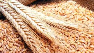 السلع التموينية تتعاقد على شراء 120 ألف طن قمح أوكراني