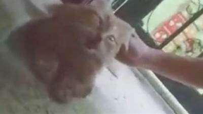 القبض على شاب عذب قط في فيديو على تيك توك بباب الشعرية