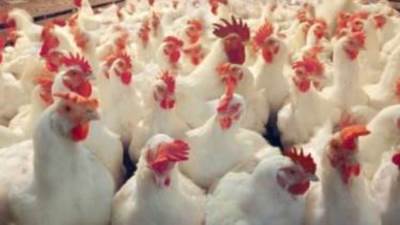 أسعار الدواجن في الأسواق اليوم الأحد 19 مارس 2023