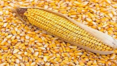 الزراعة تعلن أسعار تقاوي المحاصيل الصيفية لموسم 2023