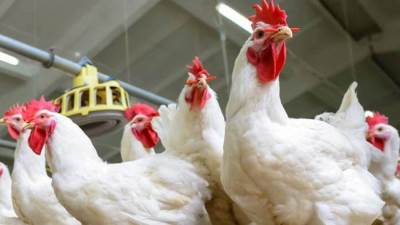 شعبة الدواجن: ارتفاع أسعار الدواجن كانت أزمة وانتهت 