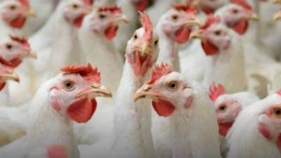 تراجع كبير في أسعار الدواجن في ثاني أيام رمضان