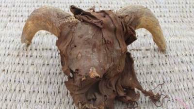 قرابين نذرية.. الآثار تكشف سر وجود حيوانات محنطه بجانب رؤوس الكباش بأبيدوس