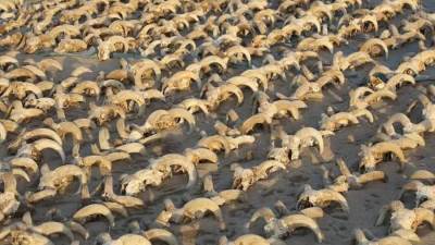 الكشف عن أكثر من 2000 من رؤوس الكباش المحنطة تعود للعصر البطلمي